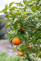 Citrus reticulata - mandarin orange