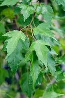 Acer tataricum subsp. ginnala - Amur maple