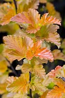 Physocarpus opulifolius Amber Jubilee - 'Jefam' - Ninebark