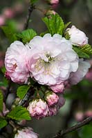 Prunus triloba - flowering almond