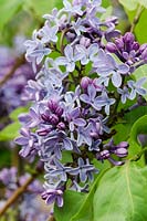 Syringa vulgaris 'President Lincoln' - Lilac 