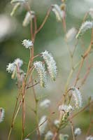 Sanguisorba tenuifolia var. alba 'Korean Snow' - Burnet 