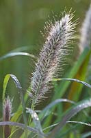 Pennisetum orientale 'Shogun' - oriental fountain grass 