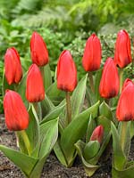 Tulipa 'Showwinner'