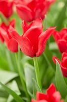 Tulipa Invitation
