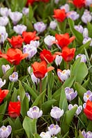 Tulipa Showwinner, Crocus Pickwick