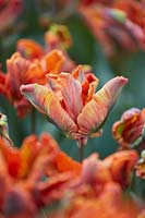 Tulipa Blumex