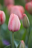 Tulipa Mystic van Eijk