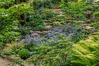 Shaded rockery with Ferns, Asters and Hydrangea, Worcestershire