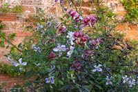 Lilium speciosum 'Black Beauty' and Clematis viticella 'Emilia Plater'.