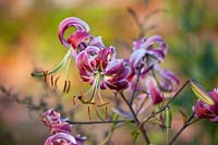 Lilium speciosum 'Black Beauty'