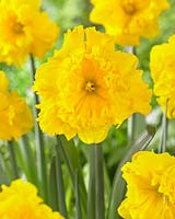 Narcissus 'Gold Disc'