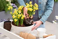 Planting daffodils