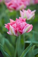 Tulipa 'Renoir'