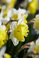 Narcissus 'Loveday'