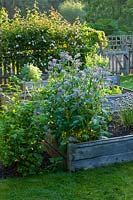 Borage in vegetable garden raised beds, Surrey