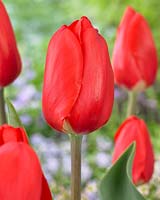 Tulipa 'Red Glow'