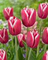 Tulipa 'Lornah'