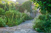 Garden gate and path with Digitalis 'Lutea' and Phlomis 'Italica'