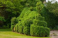 Sculpted Box hedge in garden