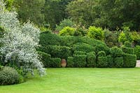 Sculpted Box hedge and lawn in summer