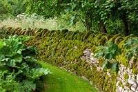Moss covered Cotswold stone wall 