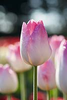 Tulipa 'Sinfonie'