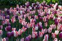 Tulipa 'Beautytrend' and Tulipa 'Purple Flag'
