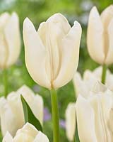 Tulipa 'White Hero'