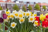 View of Narcissus - Daffodils - on roof terrace with view to street behind. 