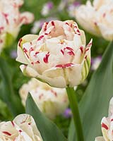 Tulipa 'Danceline'