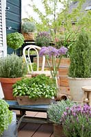 View of potted Herb collection on roof terrace.