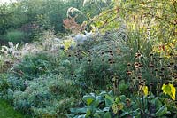 Backlit seedheads of Phomis russelliana in a perennial flower border at Ellicar Gardens in Nottinghamshire