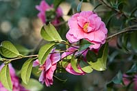 Camellia 'Inspiration' reticulata x saluenensis