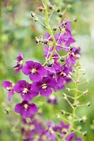 Verbascum phoeniceum 'Violetta' - purple mullein 