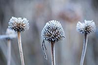 Echinacea purpurea 'Prairie Splendor' covered with frost in Winter. 