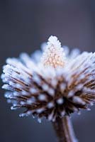 Echinacea purpurea 'Prairie Splendor' covered with frost