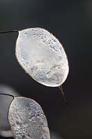 Transparent seedhead of Lunaria annua - Honesty - covered with ice 