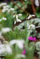 Border with Galanthus nivalis 'Sam Arnott' and Cyclamen coum 