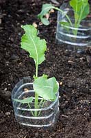Cabbage seedling with protective collars made from recycled plastic drinks bottles.