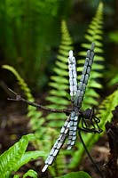 An ornamental dragonfly nestling on tree fern - Dicksonia antarctica. 