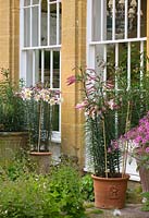 Terracotta pots planted with flowering Lilium regale stand by house. 