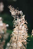 Chamaenerion angustifolium - rosebay willowherb

