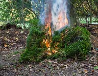 Burning Buxus sempervirens affected by Cylindrocladium buxicola - Box blight. 