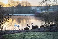View of swans on lake at dawn. 