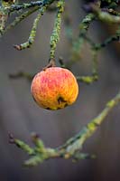 Malus domestics - solitary apple hangs from lichen-covered branches.