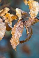 Frosty dried brown leaves of Fagus - Beech. 