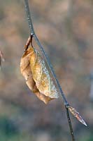 Frosty dried brown leaves of Fagus - Beech.