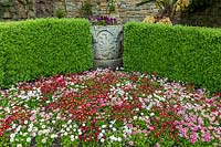 Bed of flowering Bellis perennis - daisy - in The Italian Garden at Hever Castle, Kent, UK. 
