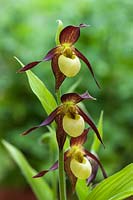 Cypripedium calceolus - yellow lady's slipper orchid
